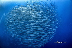 Maratua island, Indonesia. Thousands of barracuda swimmin... by Qunyi Zhang 
